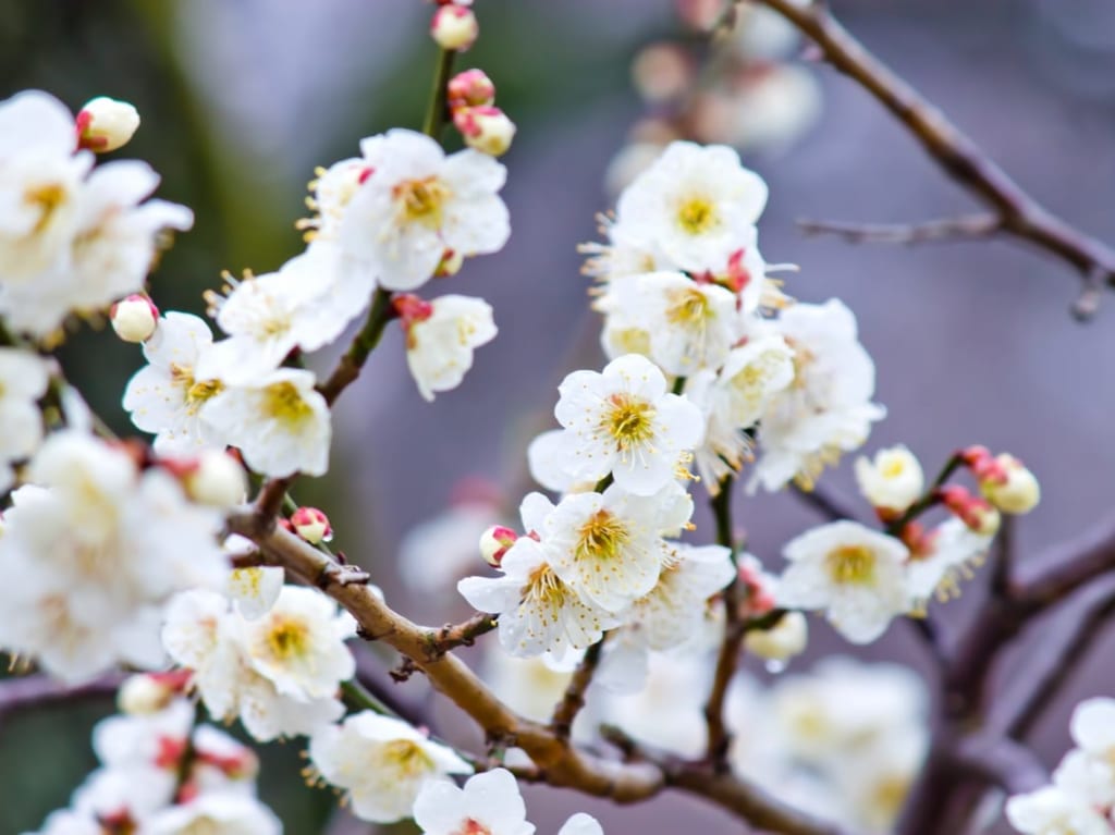神代植物公園の梅まつり