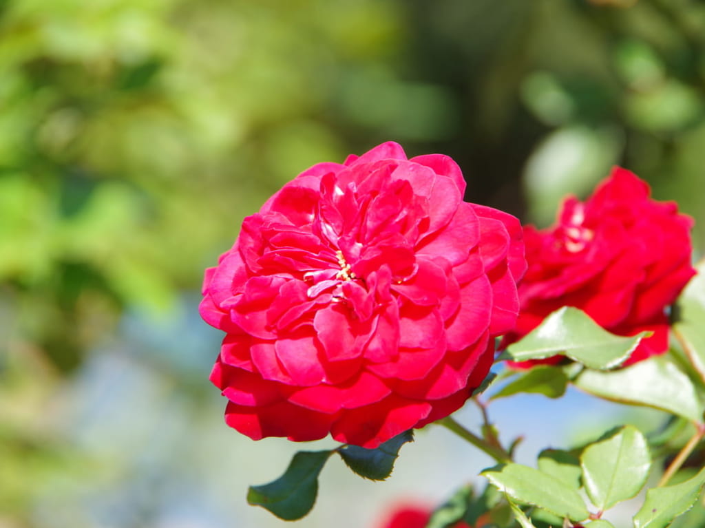 調布市にある神代植物公園は、当面の間休園となります。