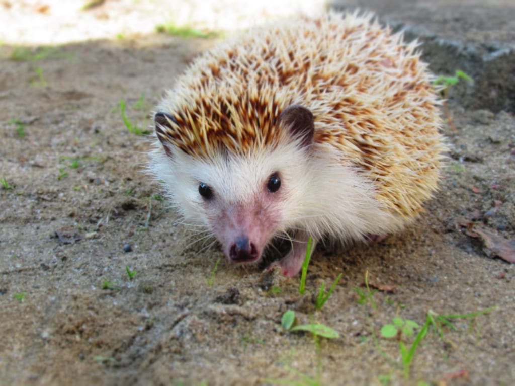ざんねんないきもの事典監修の方がお話をしてくれます