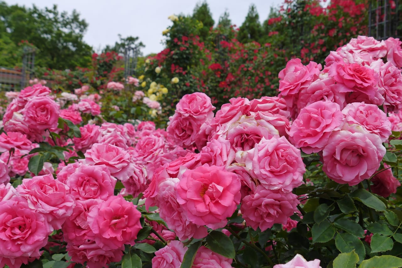 調布市 また今年もバラの季節がやってきた 神代植物公園がバラの見ごろに合わせて早朝開園を実施します 号外net 調布市 狛江市