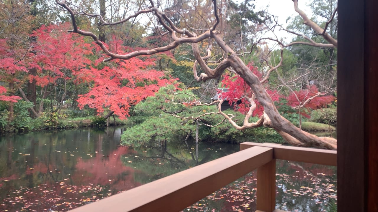 深大寺では紅葉が見ごろとなります。
