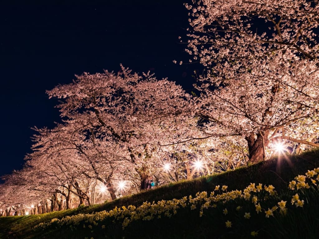野川の桜ライトアップは2021年も中止です。