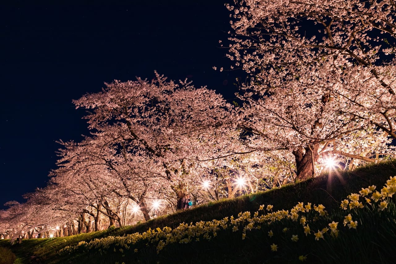 野川の桜ライトアップは2021年も中止です。