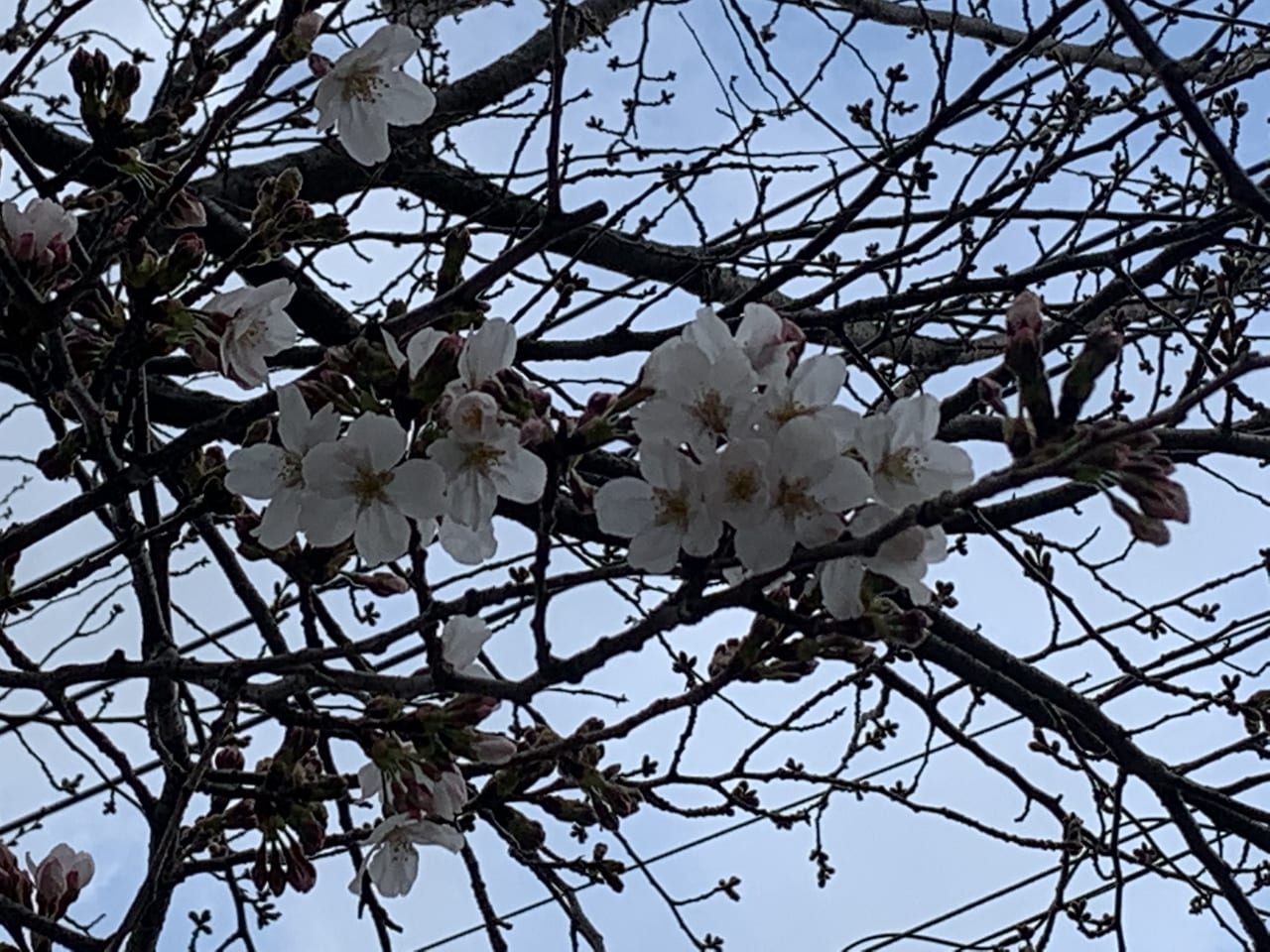 桜の開花状況