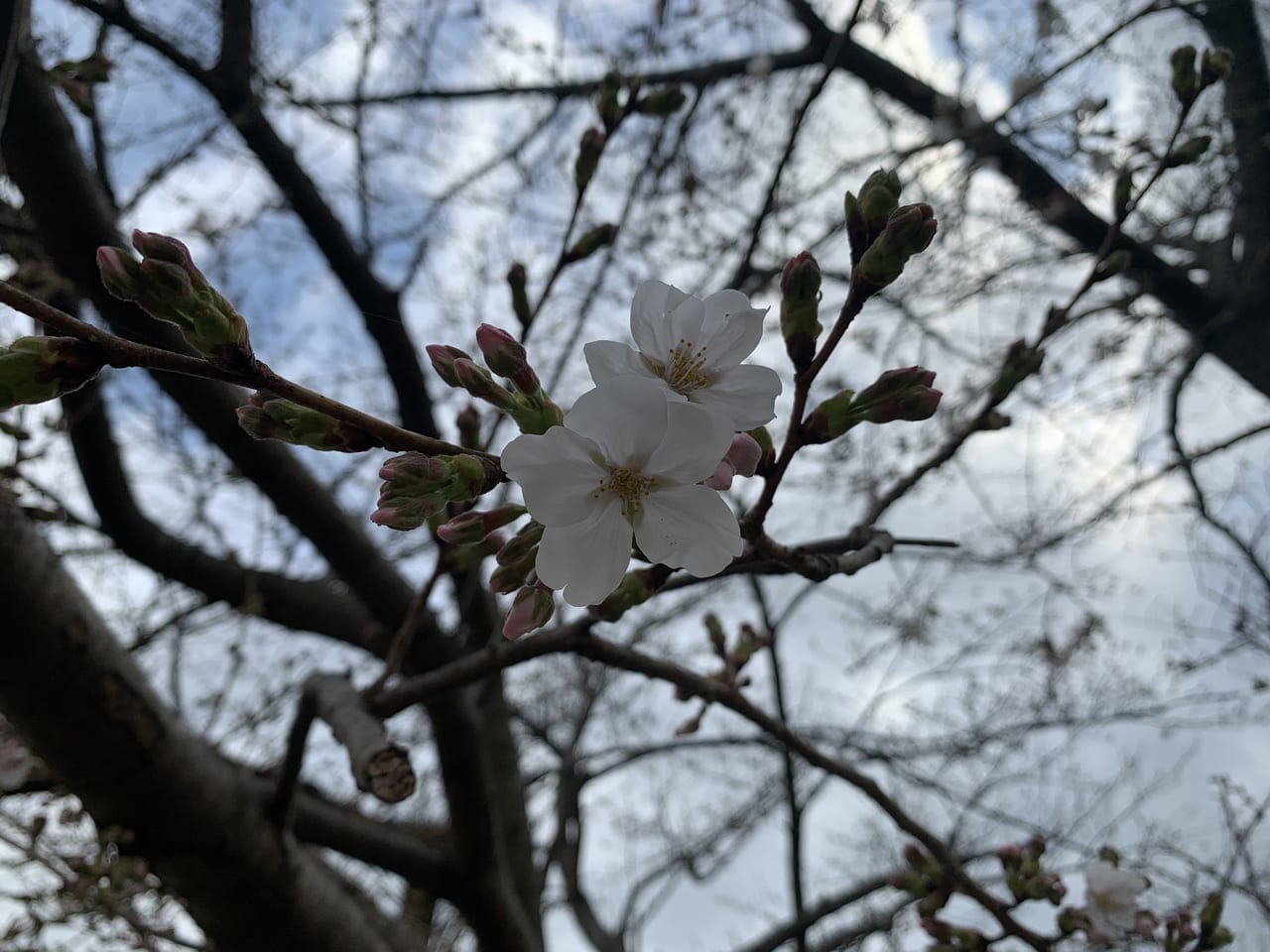 調布市の桜の開花状況