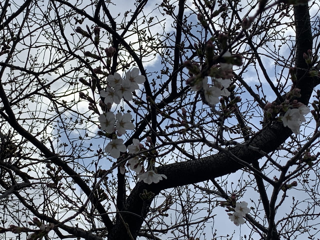 調布市の桜