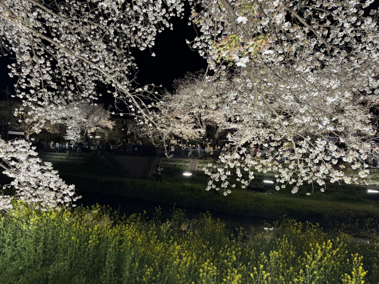 菜の花との共演も楽しめた