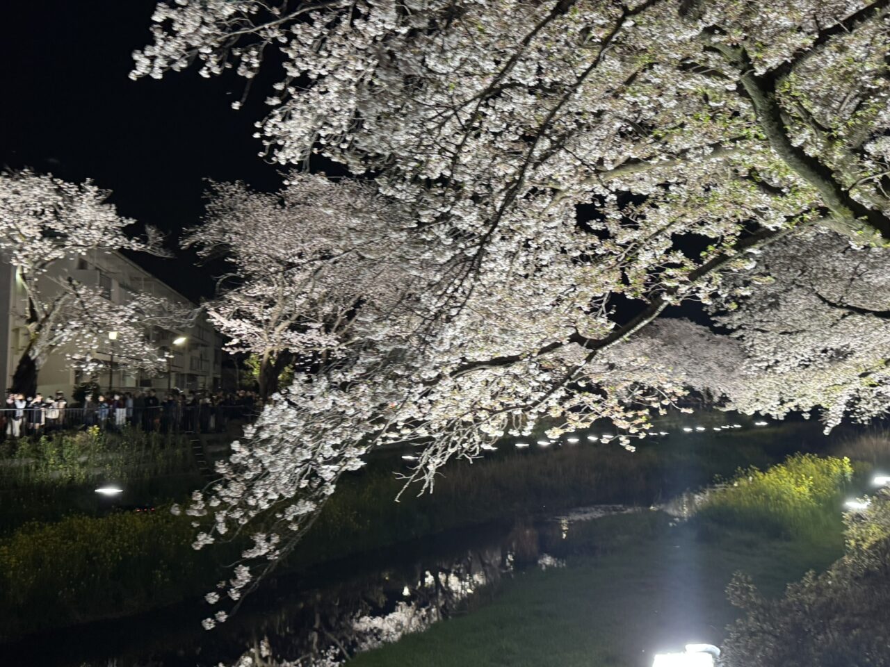 美しい夜桜
