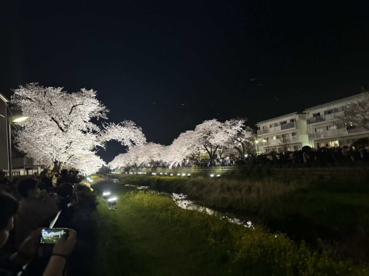 多くの人が世桜を見に来ていました。