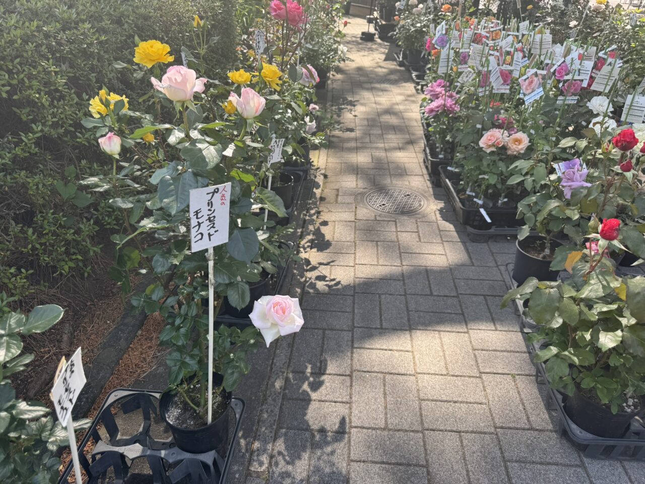 バラの苗も販売されている