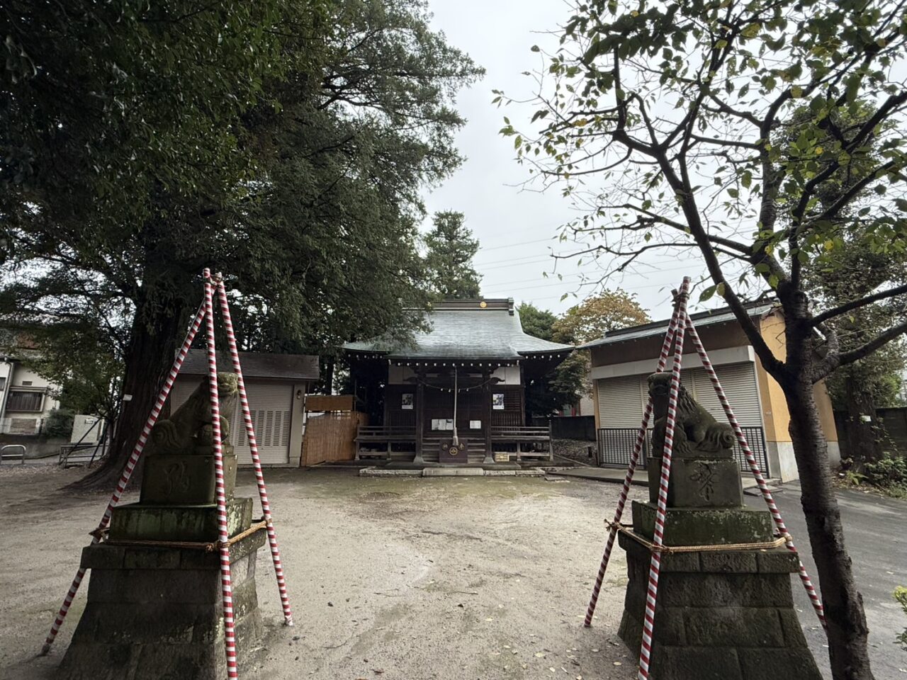 紅白幕が巻かれた狛犬と設営準備が進められている諏訪神社の境内風景