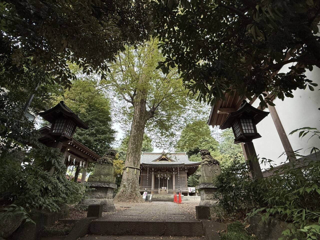 青渭神社の参道から望む市天然記念物の大欅と社殿